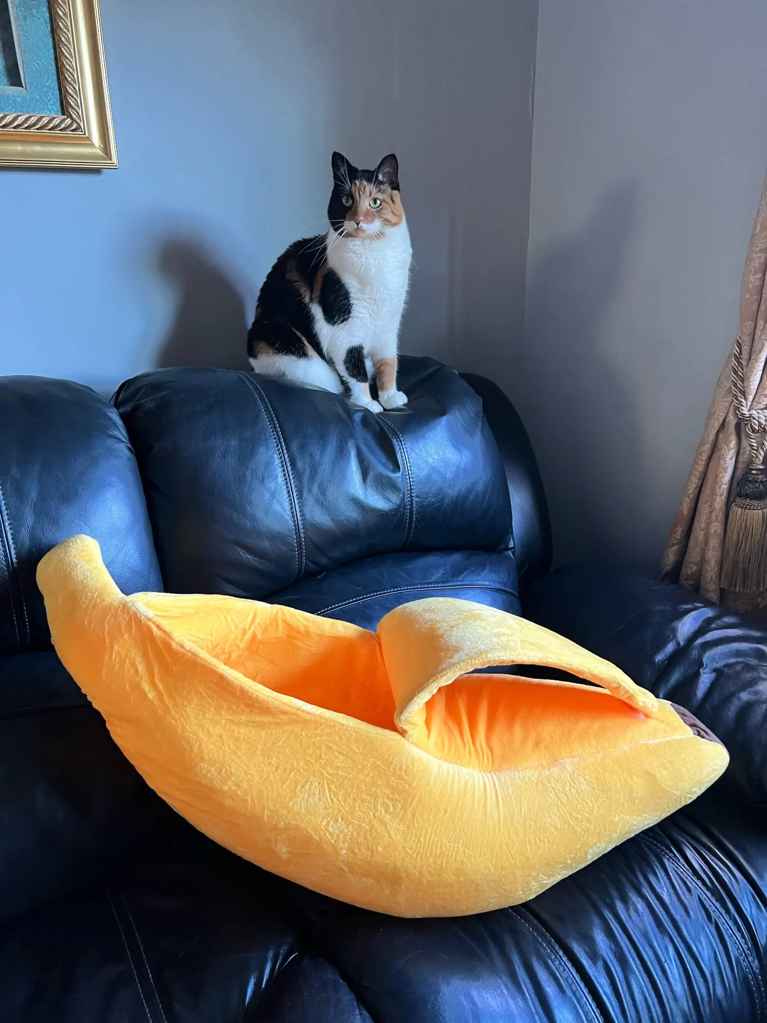 Cat Banana Cozy Cute Bed House photo review