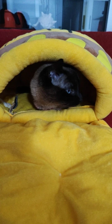 Honey Haven: Cat Bed House with Removable Plush Mat in Honey Jar Shape photo review