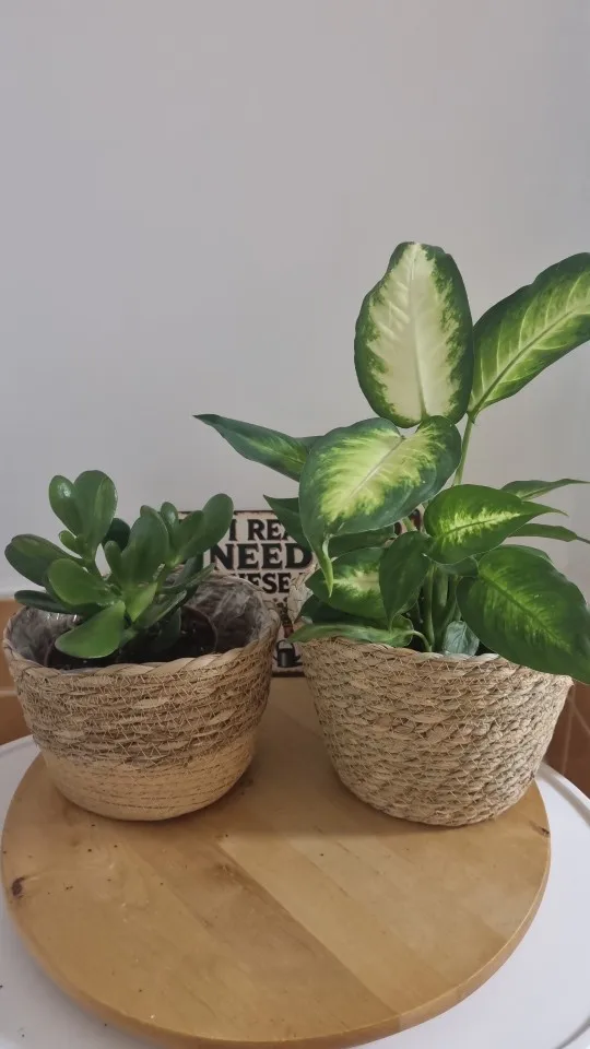 Weaving Flower Plant Pot Plant Pots Seagrass Basket Straw Basket Planter Pot Basket Indoor Outdoor Flower Pot Containers photo review