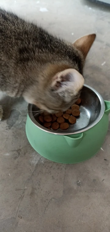 Comedero Anti Vuelco De Acero Inoxidable Para Gato