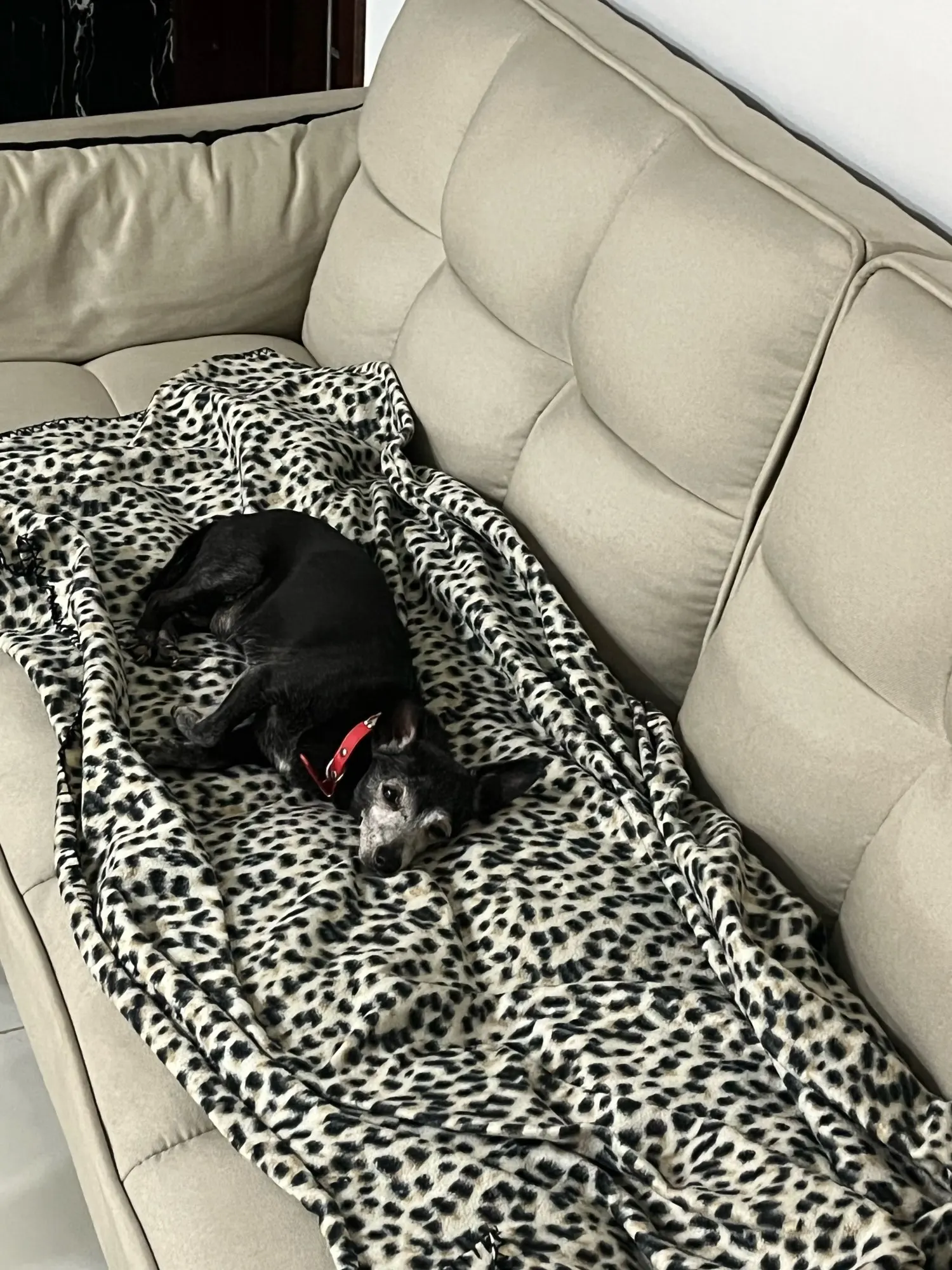 Chic Paws: Adjustable Leather Collar for Stylish Pups & Kittens photo review