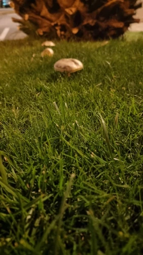 USB Pet Heating Pad Reptile Heat Mat Electric Blanket Heater Incubator Mat photo review