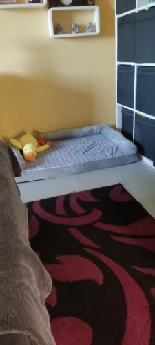 Coussin Mémoire de Forme Chien - XL