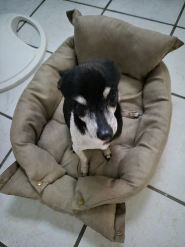 Cama 3-en-1 Para Perro