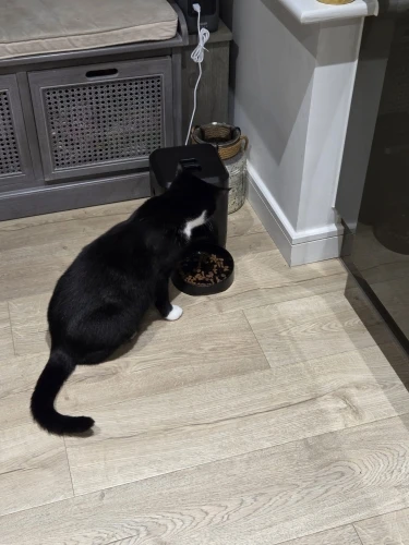 Distributeur Croquettes Automatique | Planificateur repas | Pour Chat & Chien | Alimentation Programmable