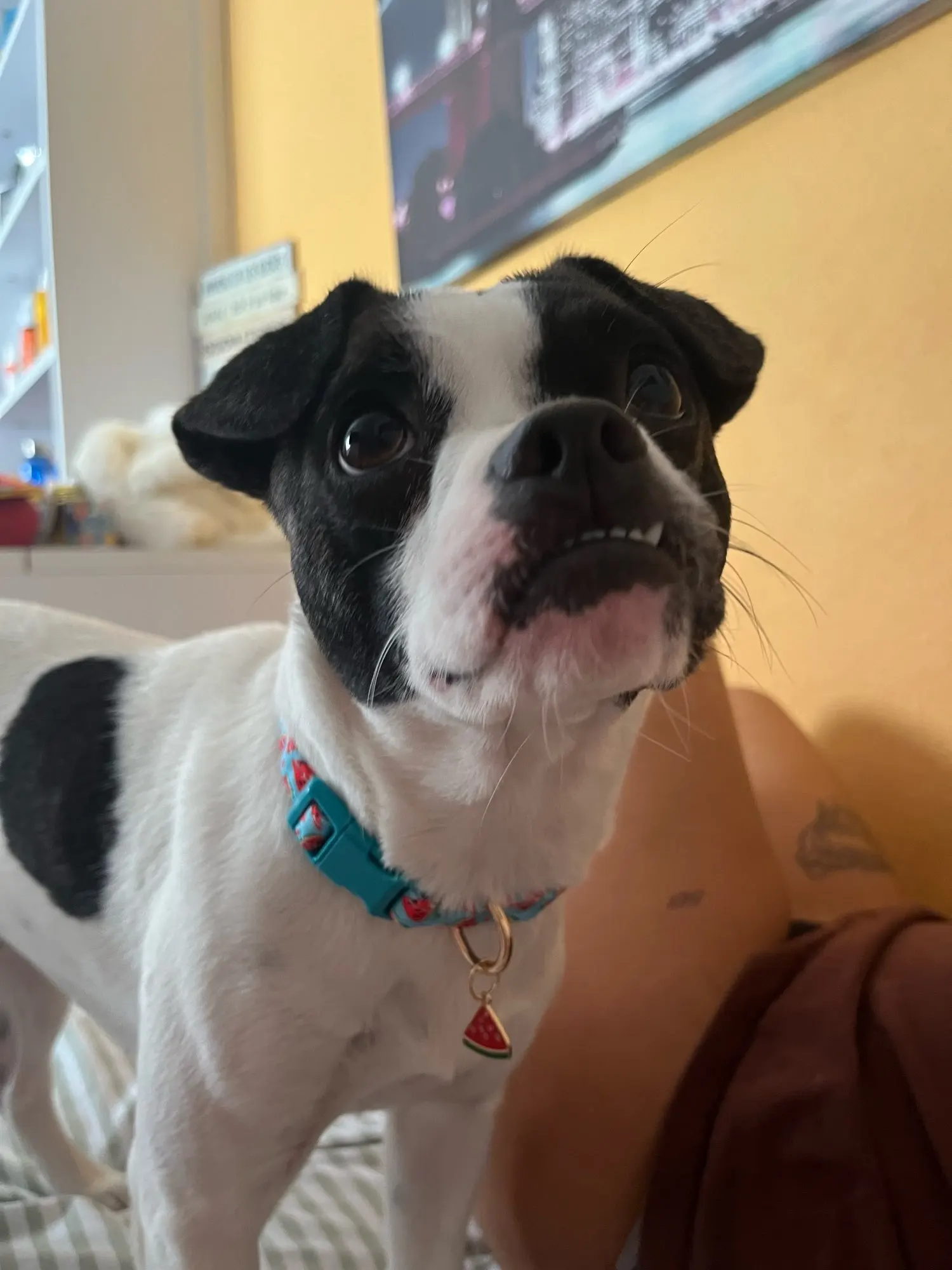 CP602/611--fruit pattern Pet dog collar with Fruit metal pendant do for Cat Puppy Dog photo review