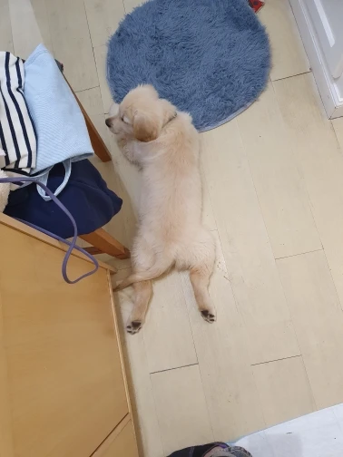 Cozy Haven for Large Paws Warm Pet Bed Mat for Dogs and Cats photo review