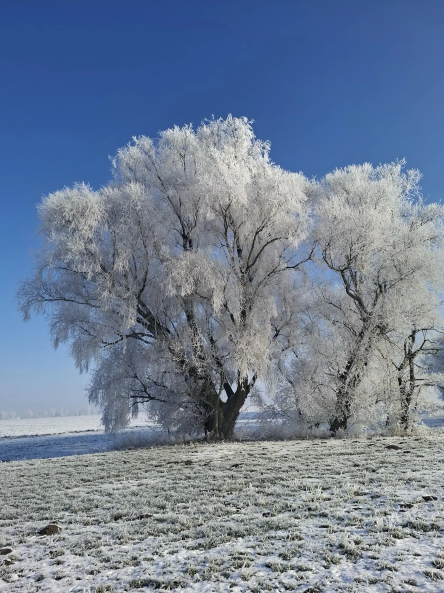 Tuya ZigBee 3.0 Smart Hub, Wireless/Wired Gateway Bridge for App Voice Remote Control, Works with Alexa Google Home Assistant photo review