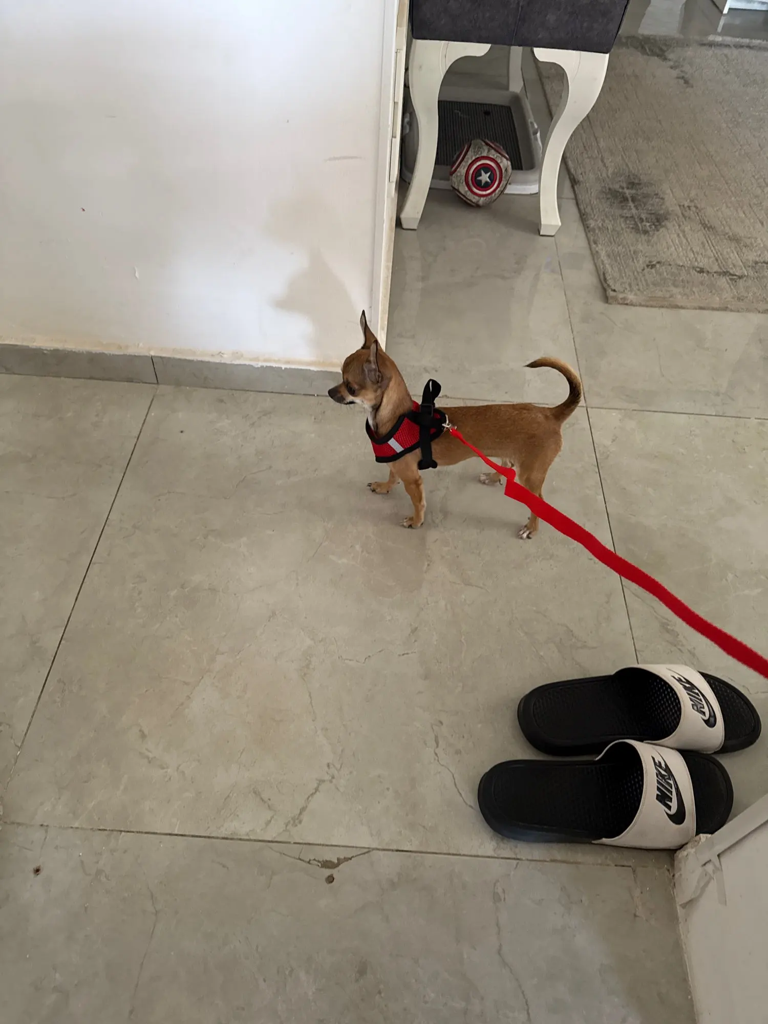 Summer Cat Dog Harness Lead Leash Adjustable Vest Polyester Mesh photo review