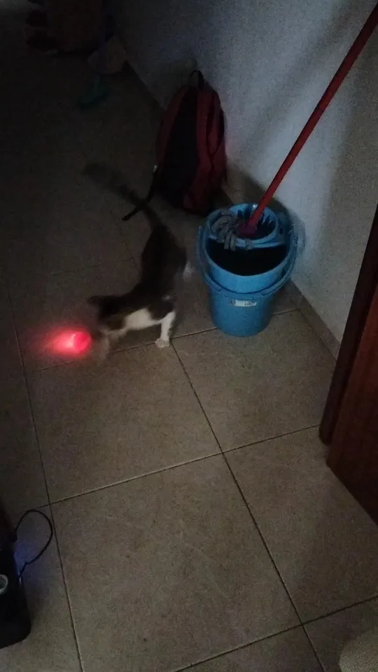 PawPulse™ Smart Motion Ball Deleted