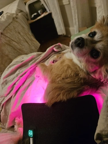 Radiant Light Wrap – Red & Infrared Therapy Pad photo review