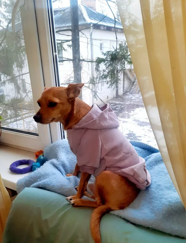 Cosy Canine Couture: Warm Clothing for Dogs, Hoodies for Small to Large Breeds photo review