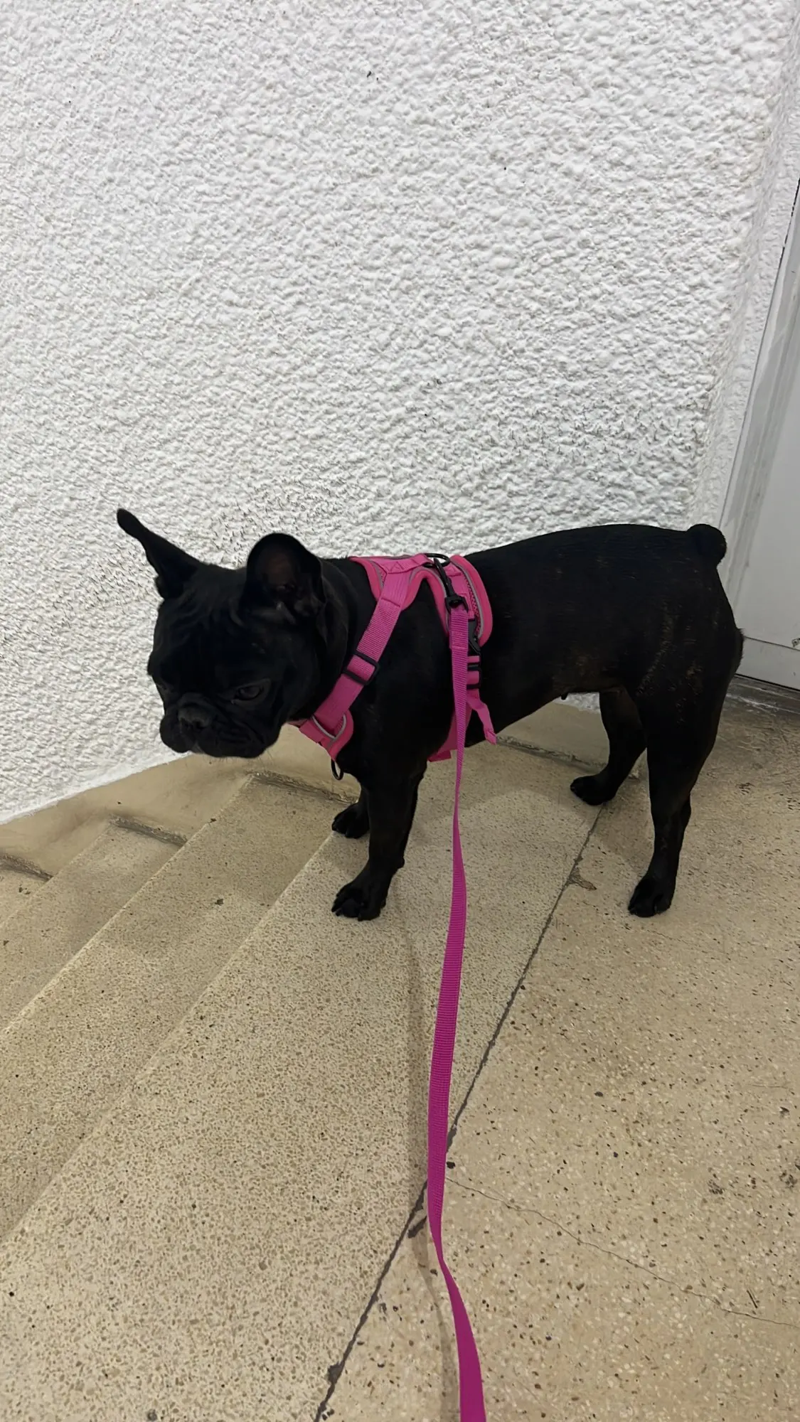 Halsband - Verstellbar, Reflektierend & Komfortabel für kleine Hunde und Katzen photo review