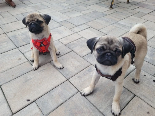 Halsband - Verstellbar, Reflektierend & Komfortabel für kleine Hunde und Katzen photo review