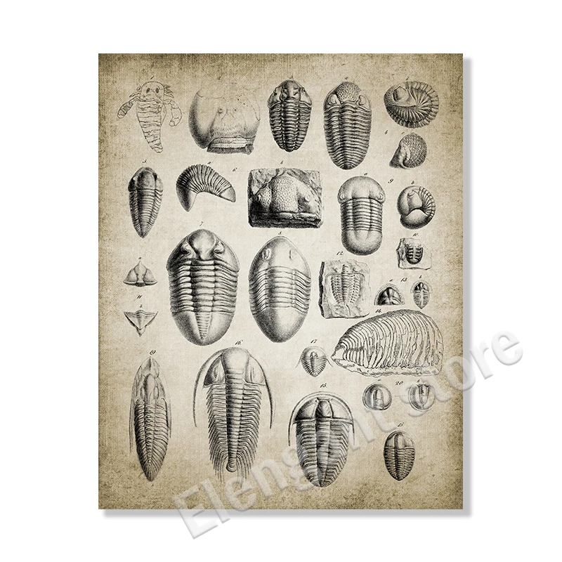 Vintage Paleontology Wall Art: Trilobite & Ammonite Canvas Painting Decor