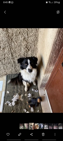 Peluche Oso Chirriante Para Perro