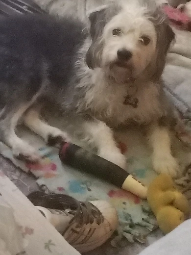 Juguete de peluche para mascotas, juguete creativo para masticar para perros pequeños y grandes photo review