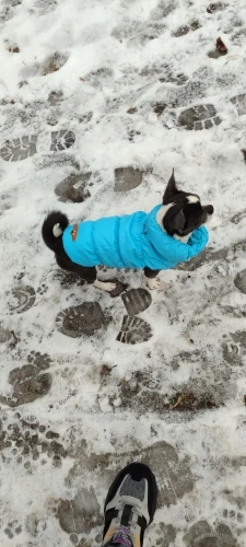 Snug Pup, Soft Winter Jacket for Stylish Small to Medium Breeds photo review