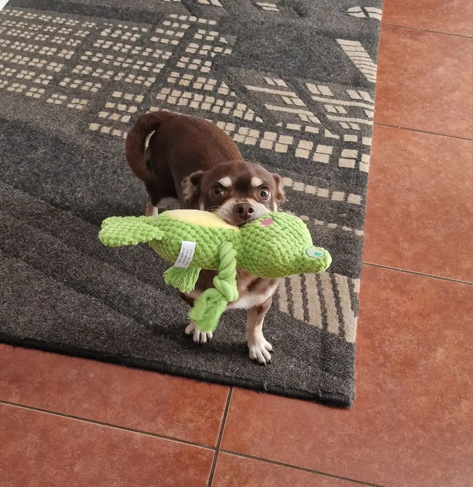 Plush chew toy for dogs