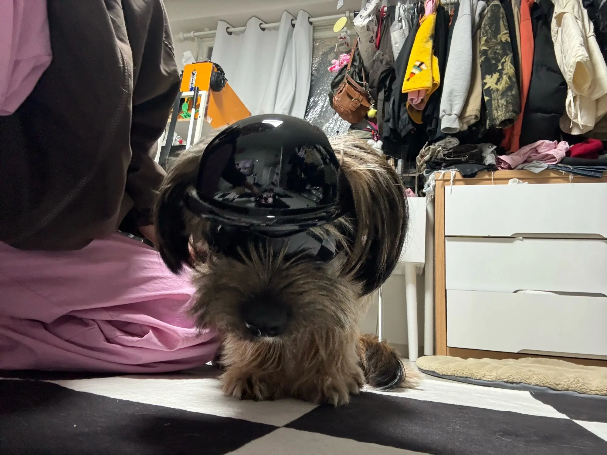 Casque de moto chien avec des lunettes Colorés
