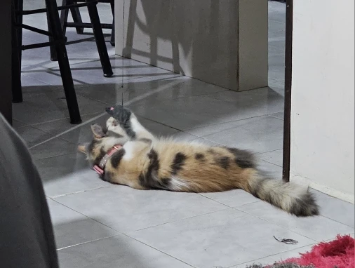 Juguete  Interactivo Colgante Para Gato