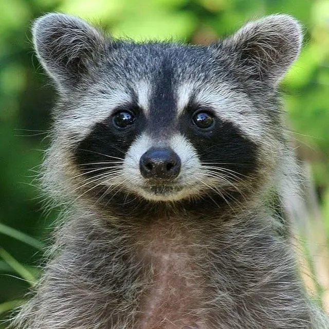 Aaa