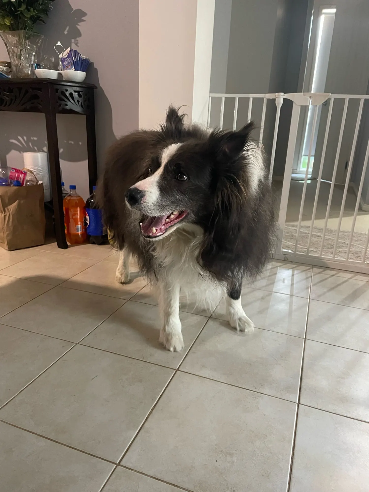 Pet Dog Anti Barking Device USB Rechargeable Dogs Training Collar Ultrasonic Stop Barking Vibration Anti Bark Collar photo review