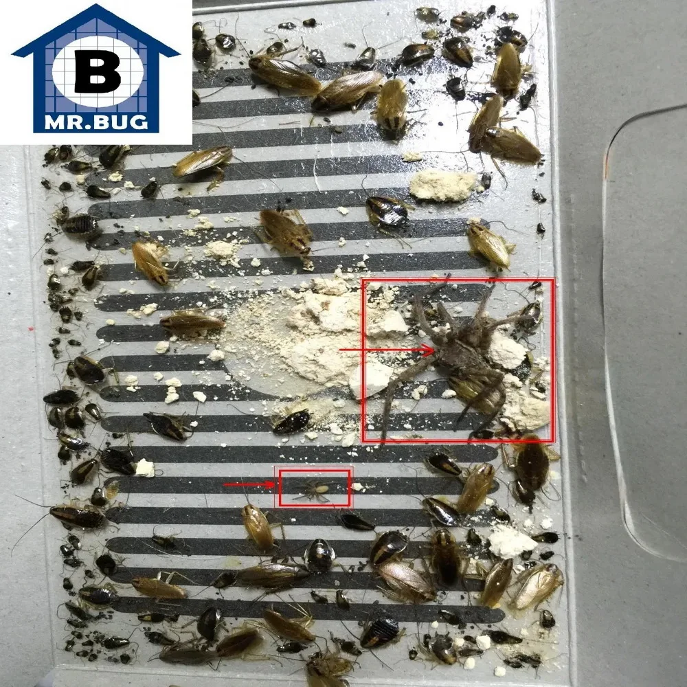 Hot Anti Scarafaggio Insetto Esca Trappola Casa Scarafaggio Killer Ant Spider Bed Bug Pest Killing Bird Mouse Mole Roditore Gabbia No Poison