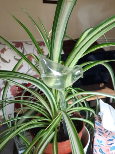 Cutie Automatic Plant Waterer