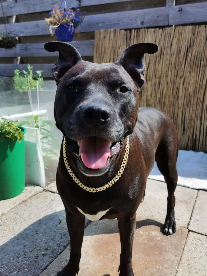 Diamante Dog Collar photo review