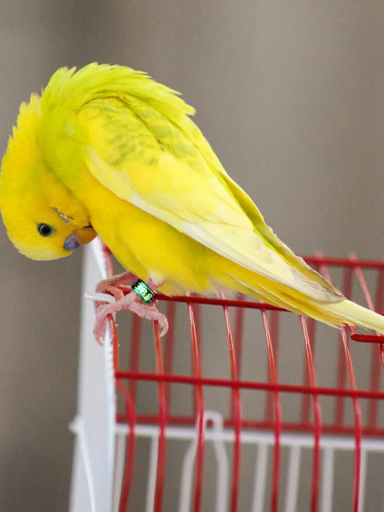 Aluminum Bird Leg Bands, Closed Parrot Rings, Non-Custom, Random-Character, Color-Mixture, 5mm, 25 PCs/Lot