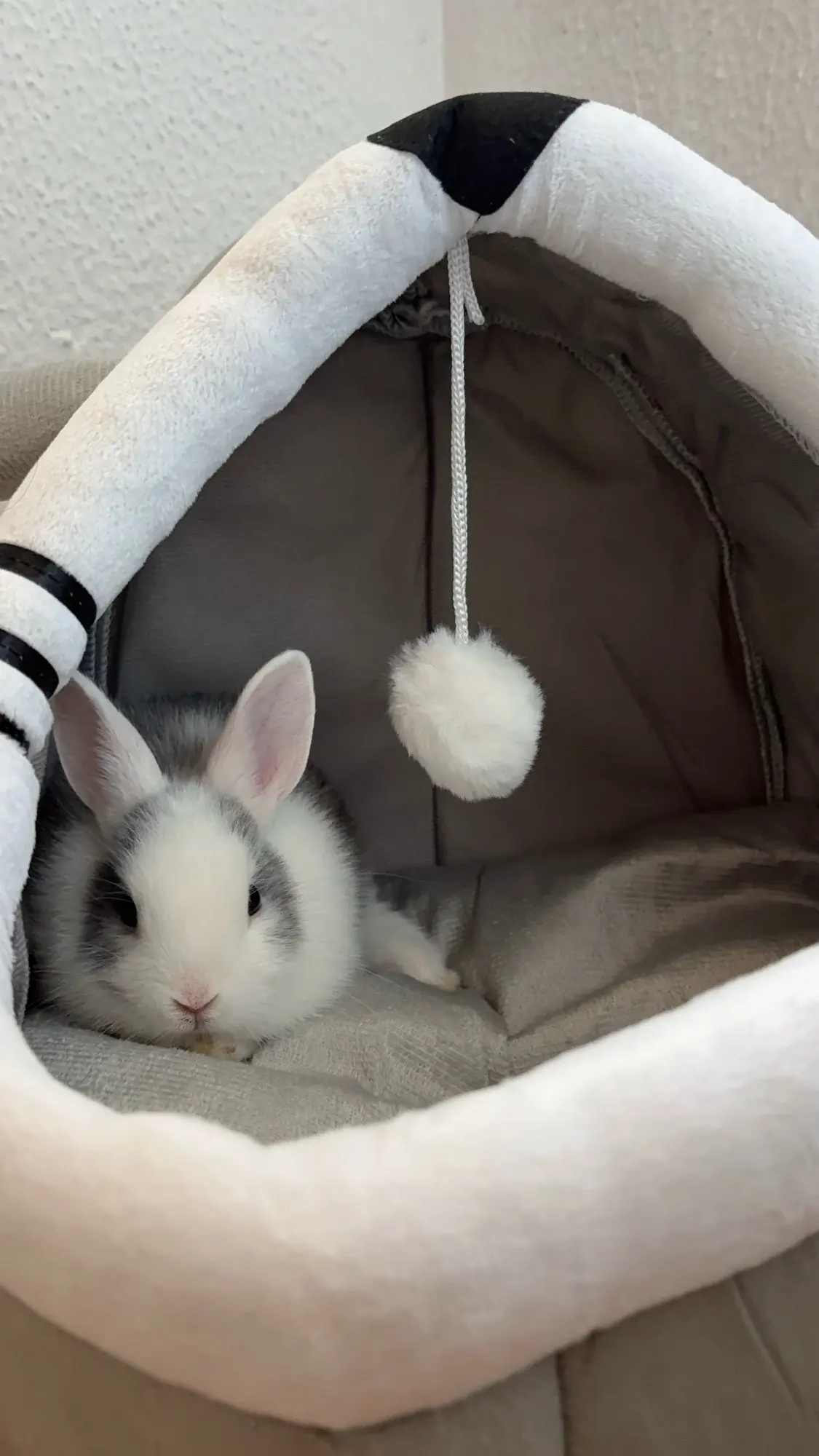 Cama para gatos de sueño profundo, cama para mascotas de dibujos animados, plegable, extraíble, lavable, cama para mascotas, alfombrilla para perros pequeños, bolsa, cueva, cama para gatos photo review