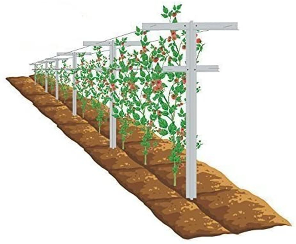 84 in. H Fiberglass Raspberry Trellis and Stake Vineyard Trellis (Set of 2)