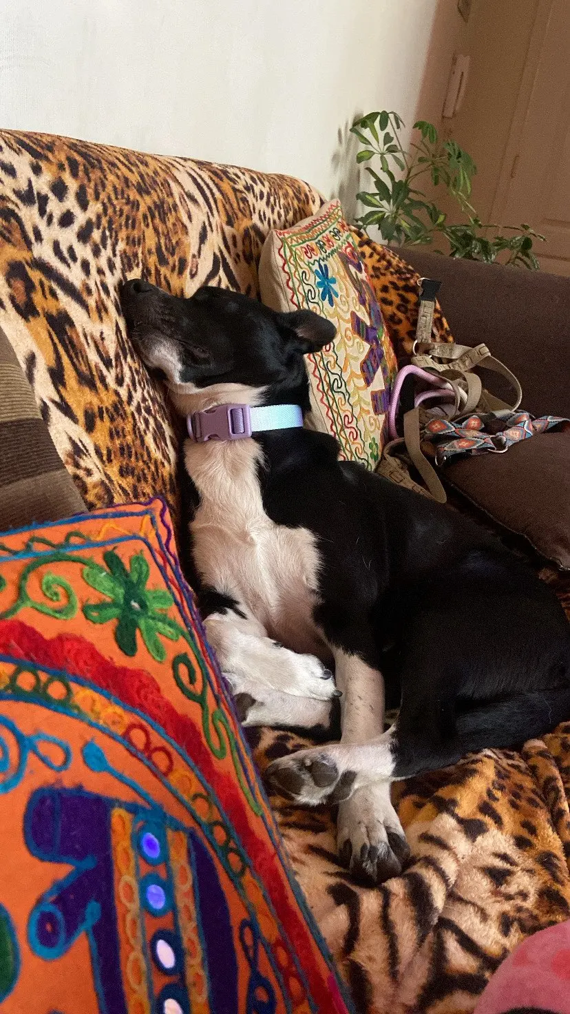 Sweet Treat: Macaron Nylon Dog Collar for Dogs of All Sizes photo review