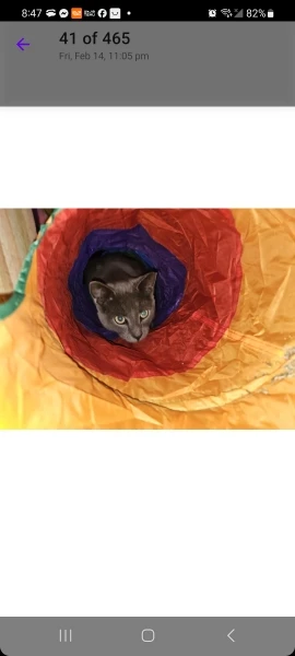foldable Cat Tunnel Toy photo review