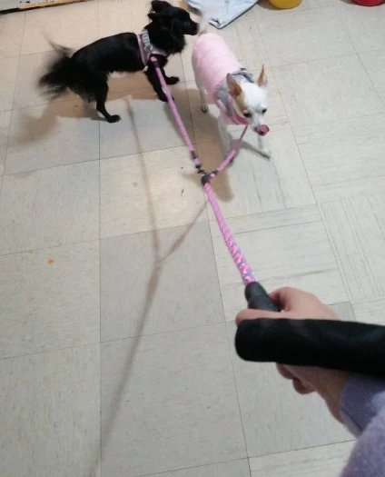 Correa Doble Para Perro
