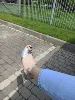 Изображение товара 2
