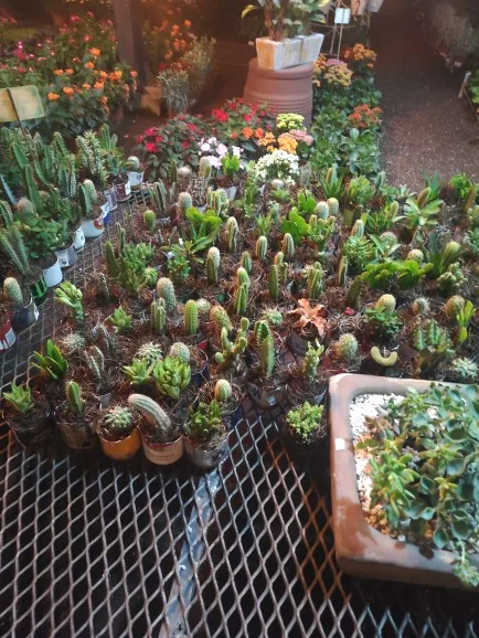 40mm New V2 PAGANI DESIGN Men's Quartz Watches Sapphire Retro Chronograph photo review