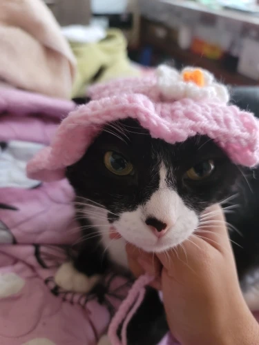 Paw-ty Perfect Knitted Pet Hat: Adjustable & Adorable photo review