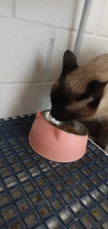 Comedero Anti Vuelco De Acero Inoxidable Para Gato