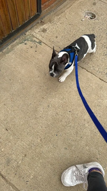 Summer Cat Dog Harness Lead Leash Adjustable Vest Polyester Mesh photo review