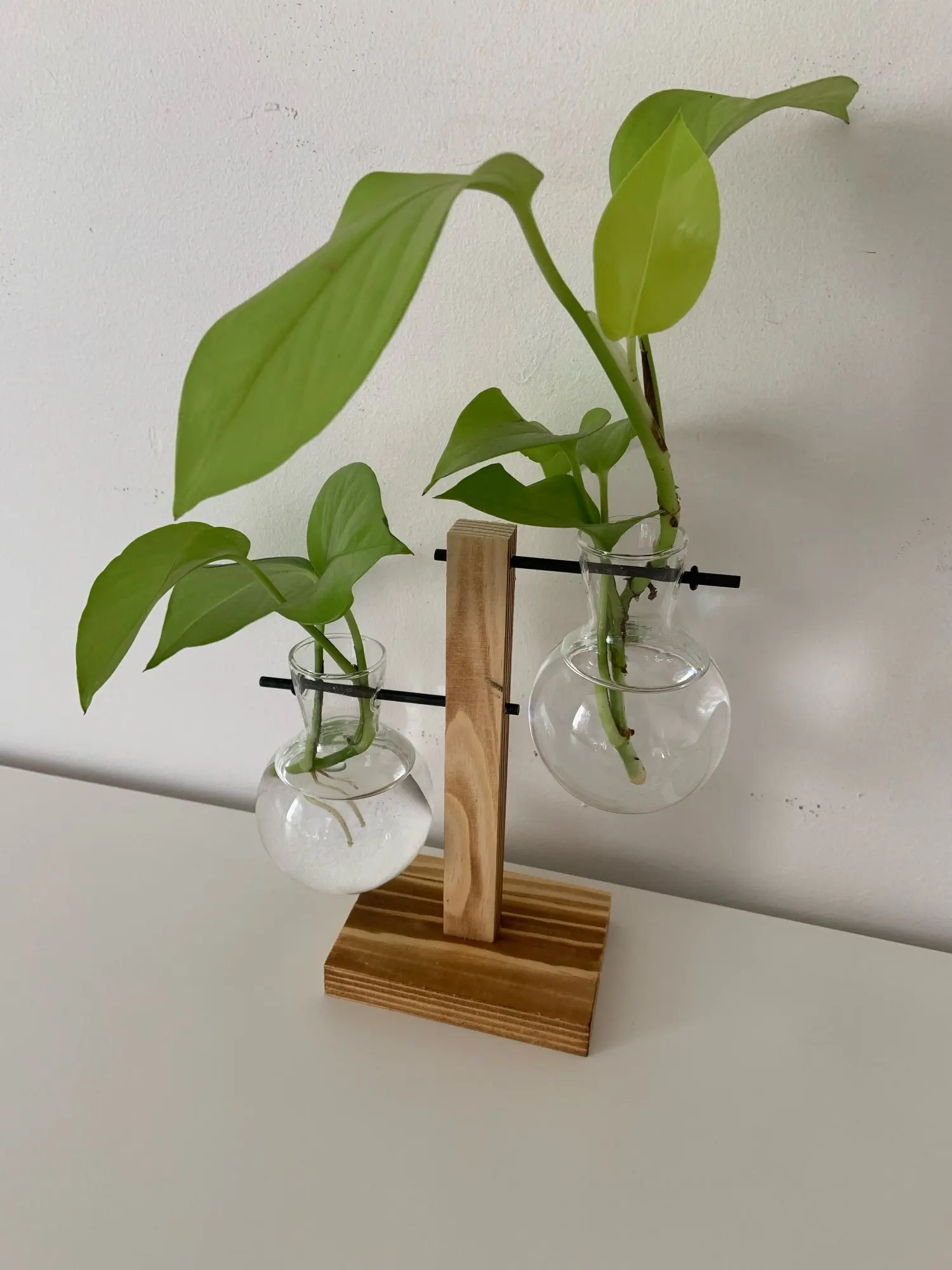 Hydroponic Plant Terrarium Vase photo review