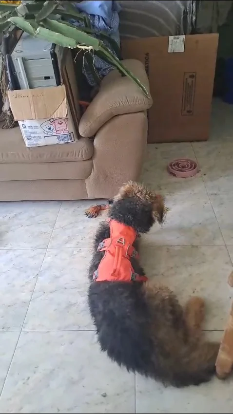 Arnés Duradero Para Perro