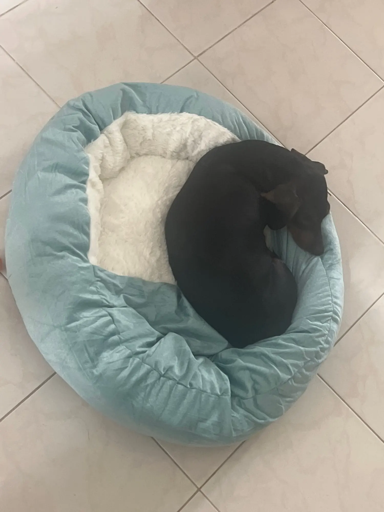 Orthopedic Dog Bed
