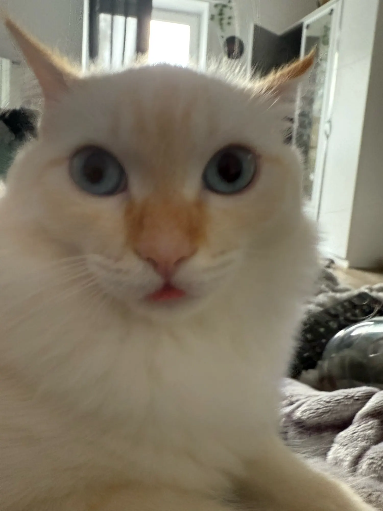 Women’s Low-Rise Leopard Patchwork Mini Shorts photo review