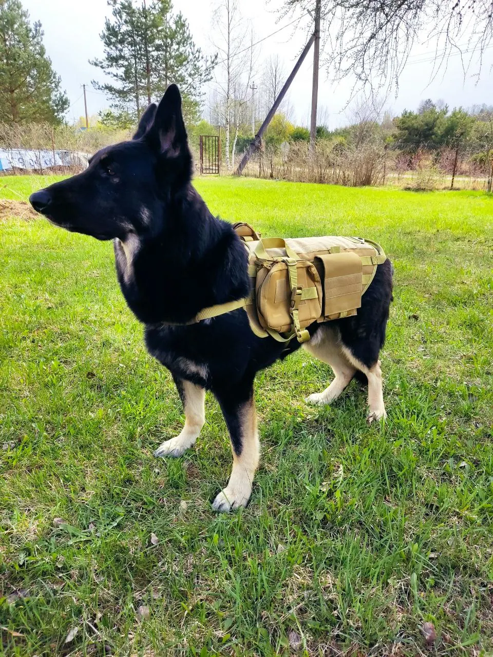 K9 Tactical Harness