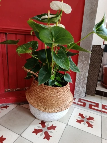 Handmade Bamboo Storage Baskets Foldable Laundry Straw Patchwork Wicker Rattan Seagrass Belly Garden Flower Pot Planter Basket photo review
