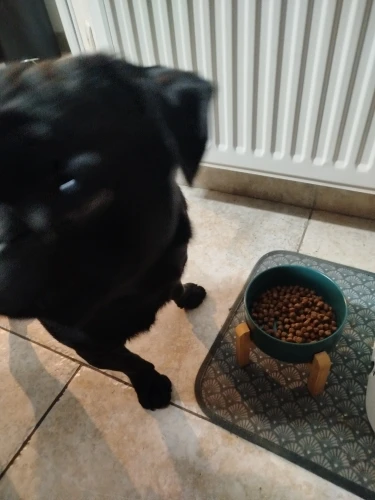 Bandeja Elevado De Cerámica Para Perro