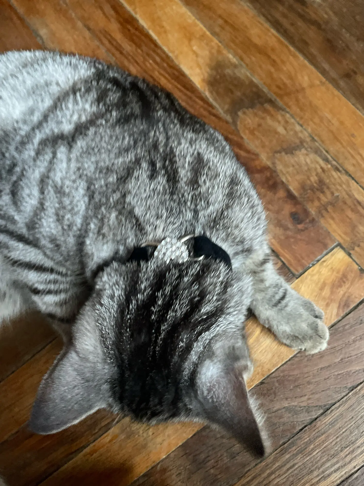 Heart Charm and Bell Cat Collar Safety Elastic Adjustable with Soft Velvet Material photo review