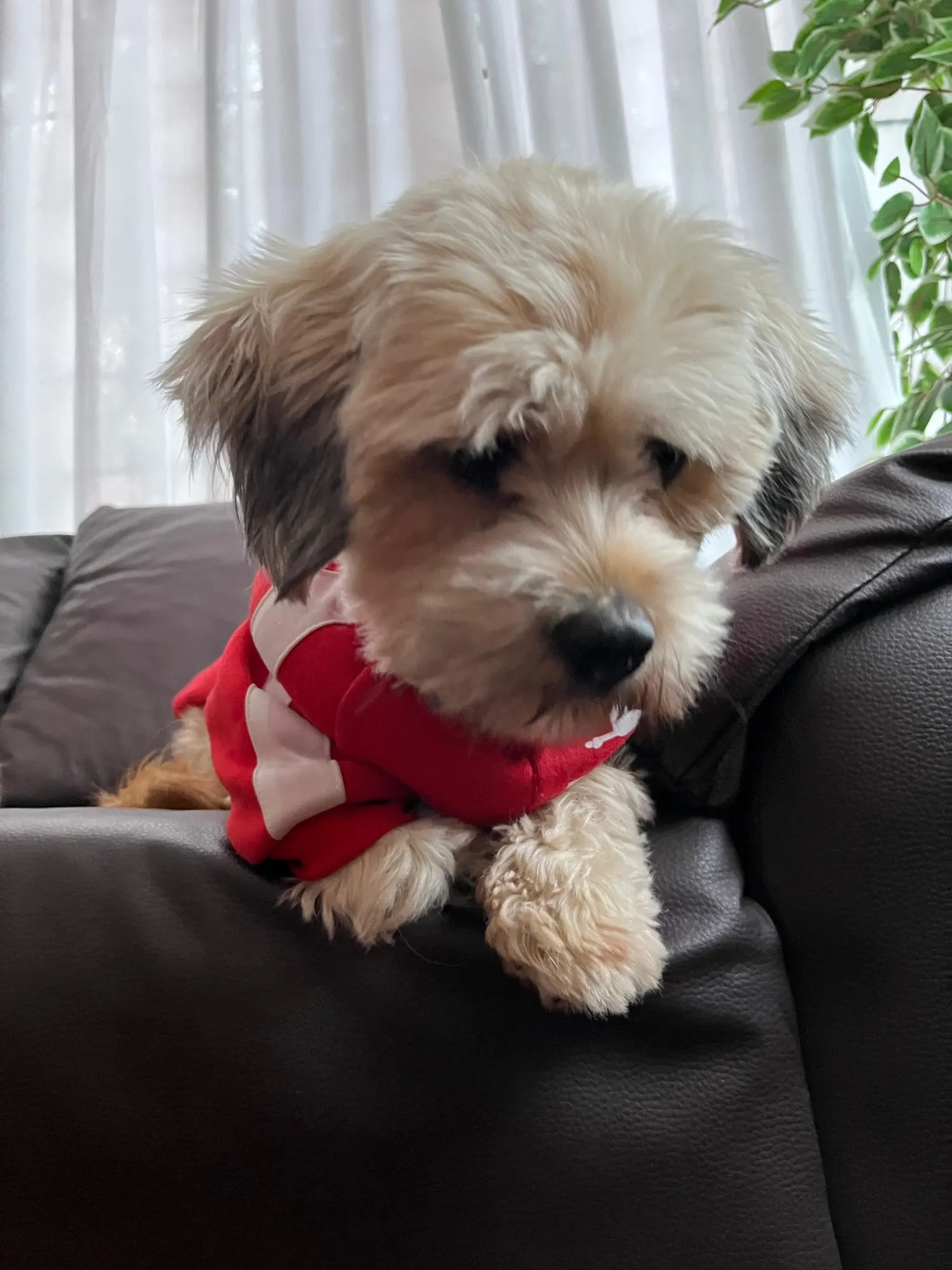 Chamarra Para Perro "POMA"